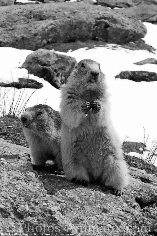 Photo de Marmotte