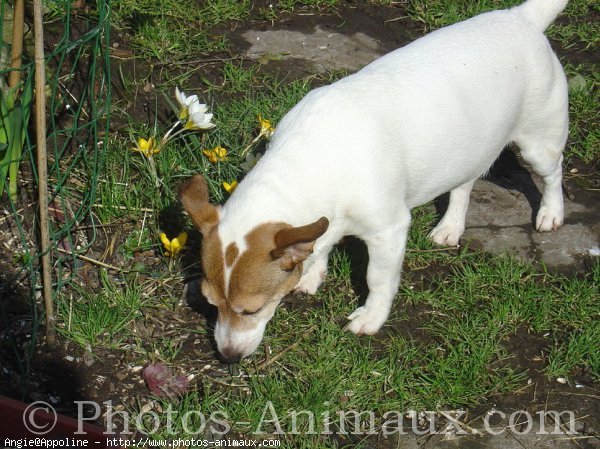 Photo de Jack russell terrier