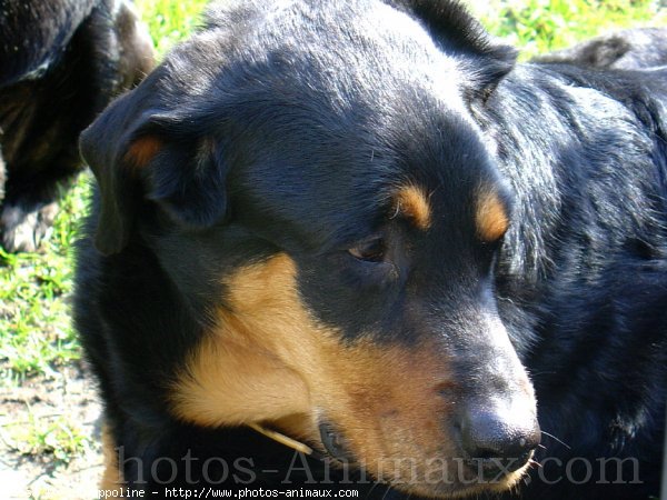 Photo de Rottweiler