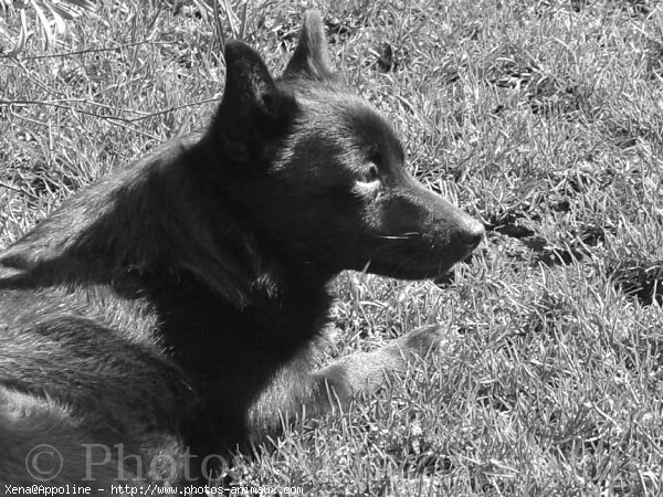 Photo de Schipperke