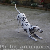 Photo de Dalmatien