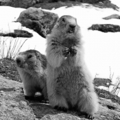 Photo de Marmotte