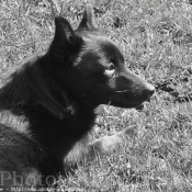 Photo de Schipperke