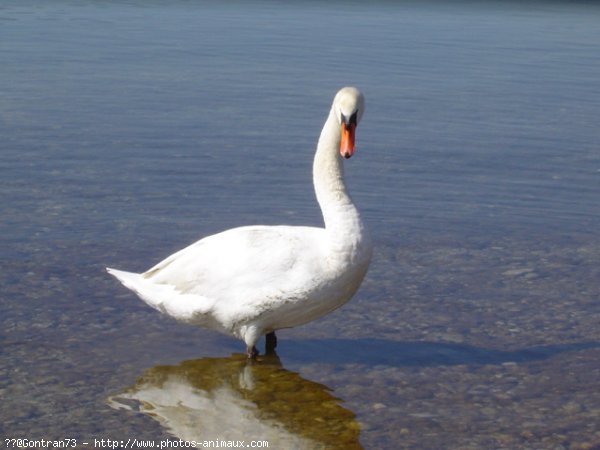 Photo de Cygne