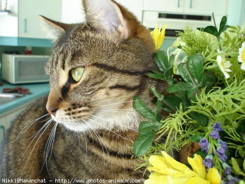 Photo de Chat domestique