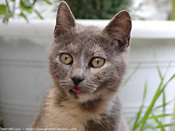 Photo de Chat domestique