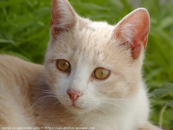 Photo de Chat domestique