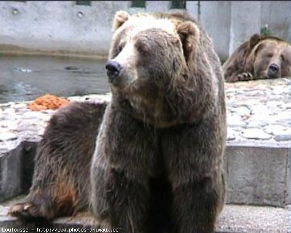 Photo d'Ours