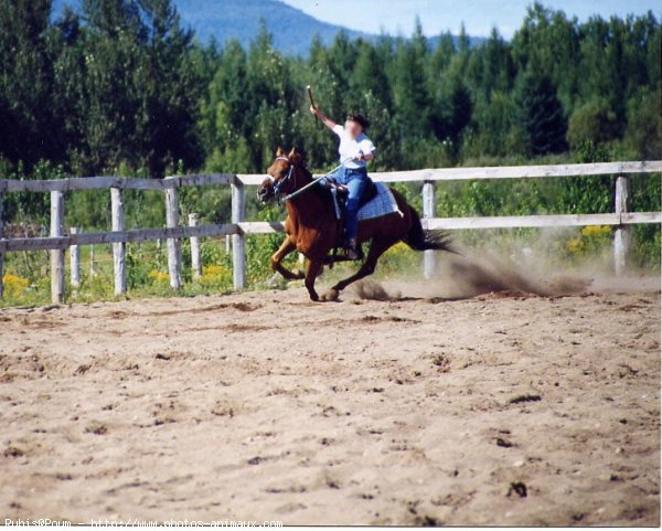 Photo de Quarter horse