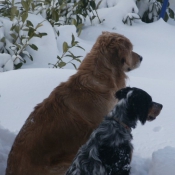 Photo de Golden retriever