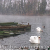 Photo de Cygne