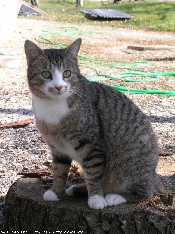 Photo de Chat domestique