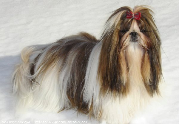 Photo de Shih tzu