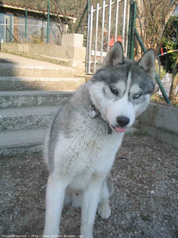 Photo de Husky siberien