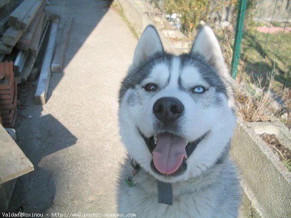 Photo de Husky siberien