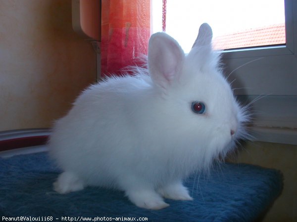 Photo de Lapin