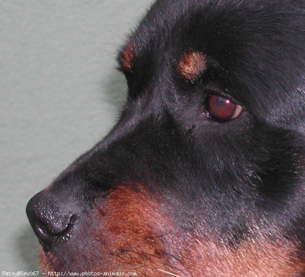 Photo de Rottweiler