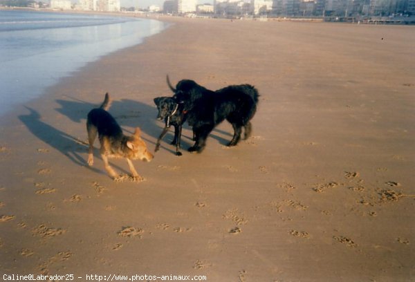 Photo de Labrador retriever