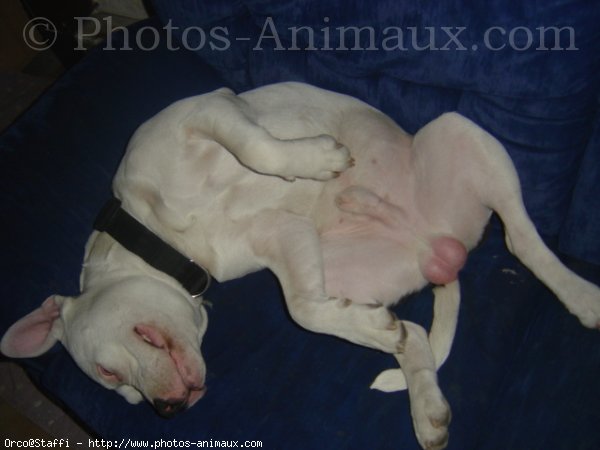 Photo d'American staffordshire terrier