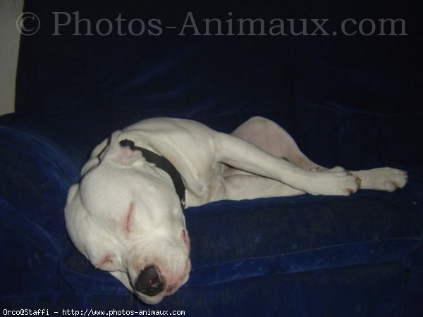 Photo d'American staffordshire terrier