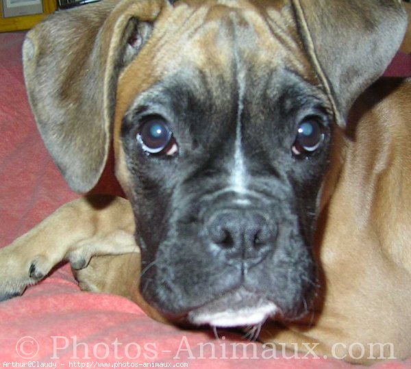 Photo de Boxer