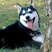 Photo de Husky siberien