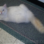 Photo de Ragdoll