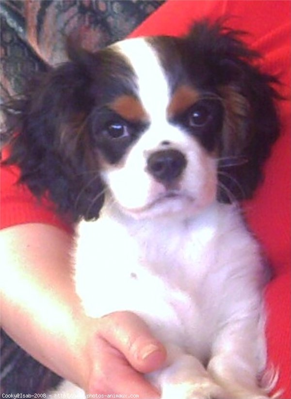 Photo de Cavalier king charles spaniel