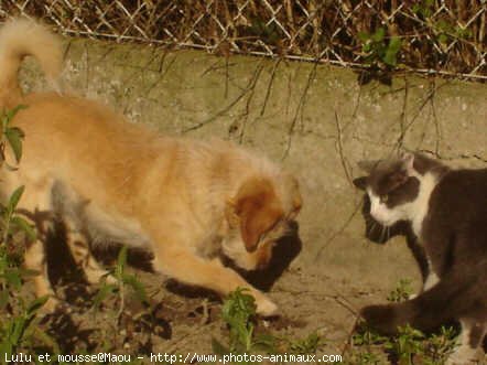 Photo de Races diffrentes