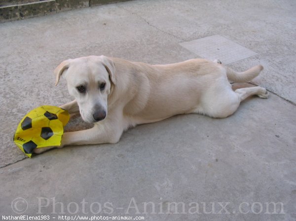 Photo de Labrador retriever