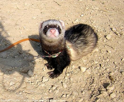 Photo de Furet