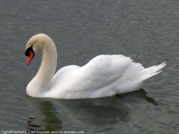 Photo de Cygne