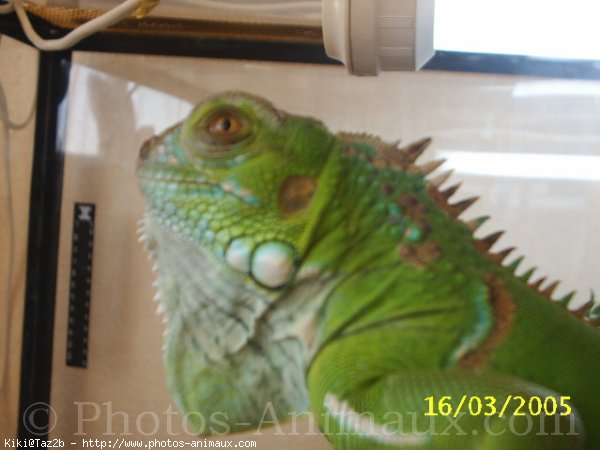 Photo d'Iguane