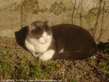 Photo de Chat domestique