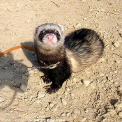 Photo de Furet