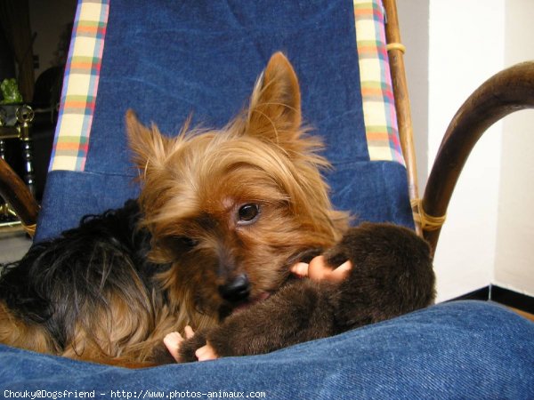 Photo de Yorkshire terrier