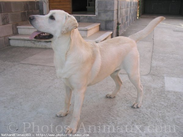 Photo de Labrador retriever