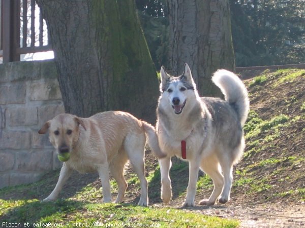 Photo de Husky siberien