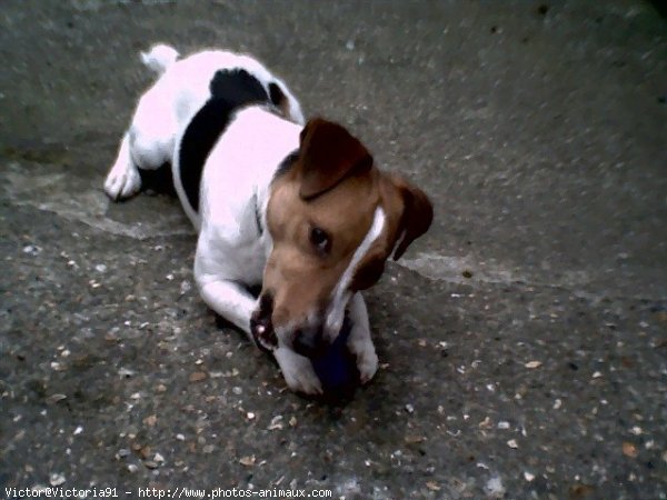 Photo de Jack russell terrier