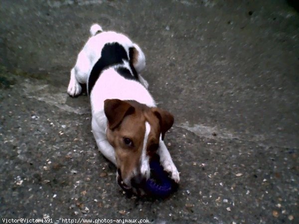 Photo de Jack russell terrier