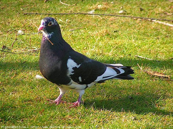 Photo de Pigeon