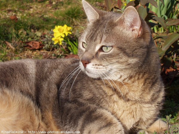 Photo de Chat domestique