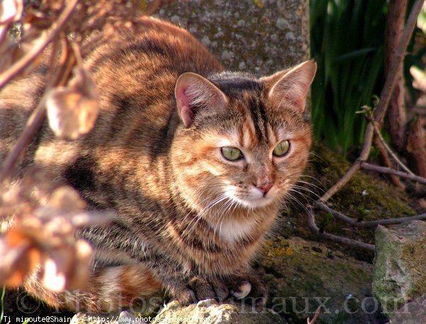 Photo de Chat domestique