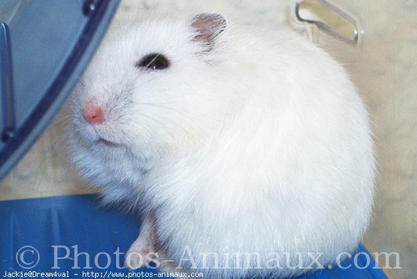 Photo de Hamster