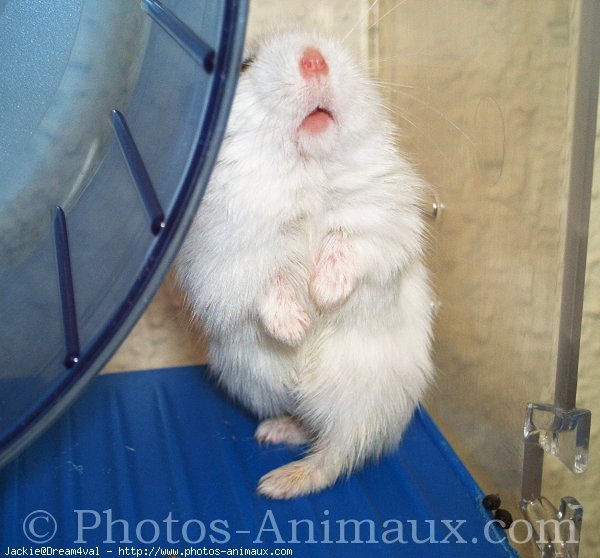 Photo de Hamster