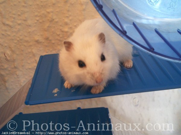 Photo de Hamster