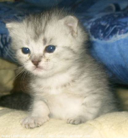 Photo de British shorthair