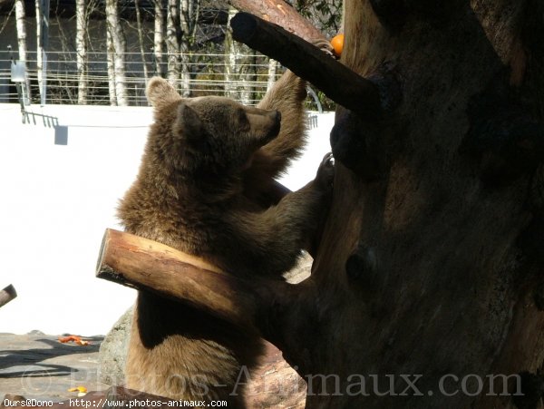 Photo d'Ours