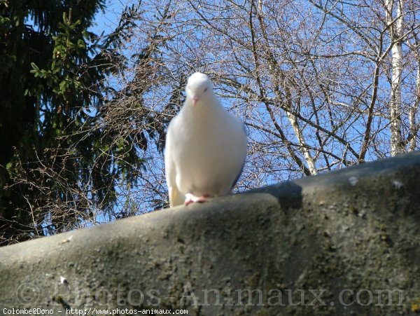 Photo de Colombe