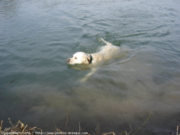 Photo de Labrador retriever